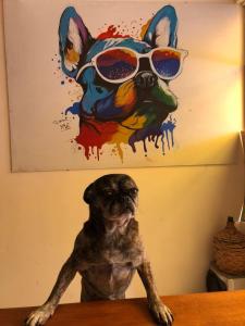 a dog wearing sunglasses sitting on a table at the weekend hostel in La Paz