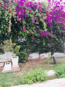 een tuin met paarse bloemen aan de muur bij Charmant appartement à la Soukra in La Soukra