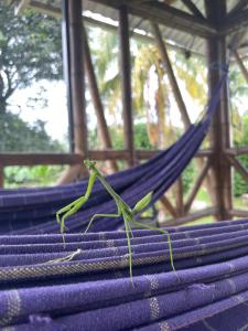 a green mantis sitting on top of purple towels at Carayurú in Mitú