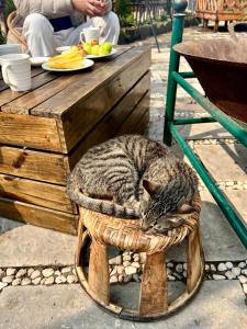 a cat sleeping on top of a wooden table at Homestay số 91-Suối Hồ Sa Pa in Sapa