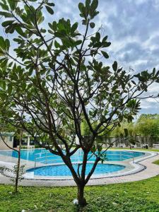 un árbol frente a una piscina en CF Haven - Resort Living Condo w/ Balcony at Bamboo Bay, en Mandaue