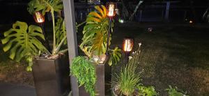 A garden outside MOOLOOLABA CANAL HOME - Modern 4Bedroom with Spa, Sauna and Private Pontoon - NEW proprietor 2024