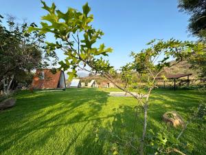 a green lawn with a tree in a yard at Chalets Encino Saúco in Malinalco