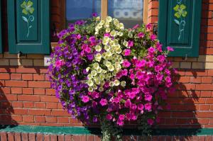 a hanging basket of flowers on a brick building at Berggasthaus & Pension Sch&ouml;ne Aussicht in Klingenthal