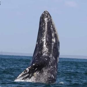 a whale tail sticking out of the water at Mag Bay Paradise in San Carlos