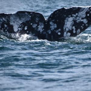 a tail of a whale in the water at Mag Bay Paradise in San Carlos