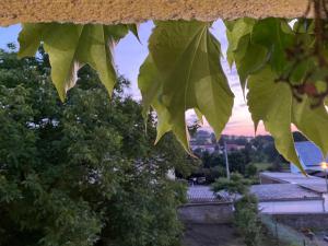 eine Schließung von grünen Blättern auf einem Baum in der Unterkunft Simsongarage Mönchswalde in Obergurig