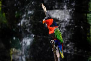 a colorful bird is sitting on a branch at UNY Hotel in Demangan