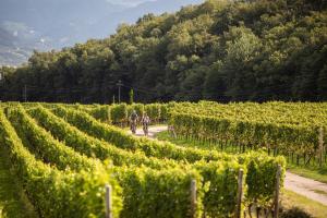 two people riding bikes through a vineyard at Belia Lofts - ADULTS ONLY - Apartments in Appiano sulla Strada del Vino