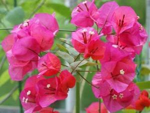 a bunch of pink flowers on a plant at Hotel Bougainvillea Itabashi in Tokyo