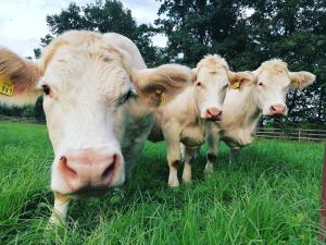 drie koeien in het gras in een veld bij Ferienwohnungen Landliebe "Auszeit mit Wohlgefühl" in Catharinau