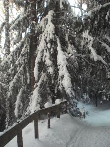 een met sneeuw bedekte dennenboom met sneeuw erop bij Appartements Agnes in Fulpmes