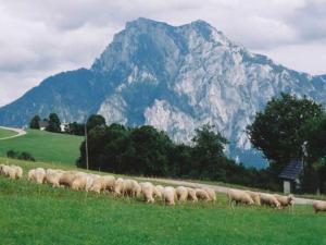 un rebaño de ovejas en un campo con montañas en el fondo en Minabauer, en Altmünster