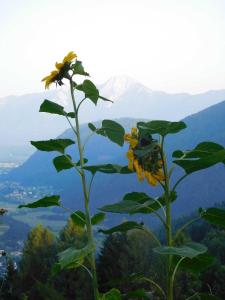 una pianta con fiori gialli con una montagna sullo sfondo di Bio - Appartements Bischof, Familie Wind ad Afritz