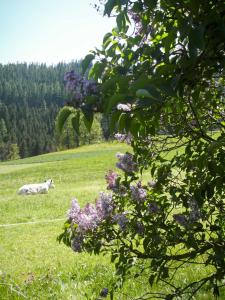 a cow laying in a field with purple flowers at Pircherhof - Urlaub und Erholung im Troadkost'n in Sankt Kathrein am Hauenstein