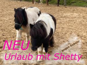 zwei nebeneinander stehende Miniaturponys in der Unterkunft Revival Ranch Ferienhaus in Büllingen