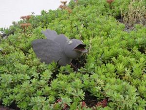 a small gray bird statue in a green bush at Ferienwohnungen Haus Leonore in Stendal +53 photos