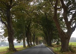 an empty road with trees on the sides at Ferienwohnung Sonne in Neddesitz