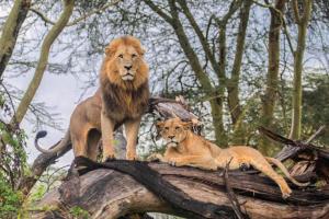 dos leones sentados sobre un árbol en Lake Nakuru Lodge, en Nakuru