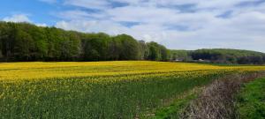 un campo de flores amarillas en medio de un campo en Wikingerland Typ 1 Erdgeschoss, en Langballig