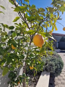 Ogród w obiekcie villa flores