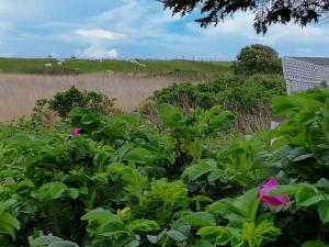 a field with pink flowers in front of a chair at Ferienwohnungen Peters in Rantum