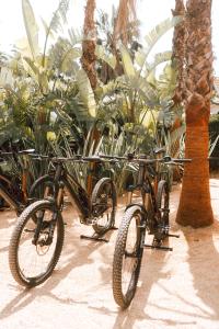 a group of bikes parked next to palm trees at Toison D'or in Saint-Tropez
