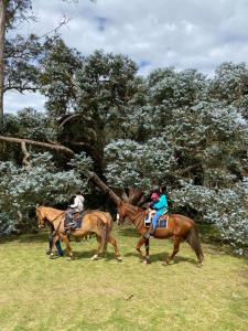 Άλλα ζώα σε αυτό το δωμάτιο σε οικογενειακή κατοικία ή στη γύρω περιοχή +29 φωτογραφίες