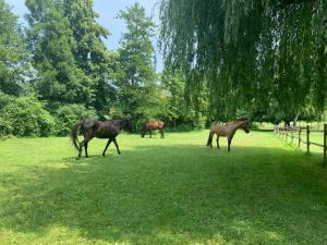 Claveyson的住宿－Gite Equestre Drôme des Collines，一群马在田野里行走