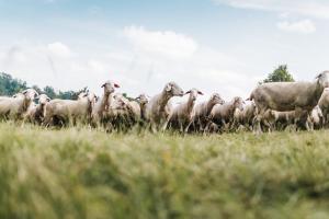 アイヒシュテットにあるHirschenwirtの畑を走る羊の群れ