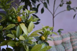 Gambar di galeri bagi Studio 1 in Katerini di Kateríni