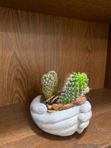 dos cactus en una olla sentada en una mesa en Casa Leopoldo, en Ceva