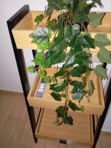 a wooden table with a plant on top of it at Confortable y nuevo cerca del Casco antiguo in Caravaca de la Cruz