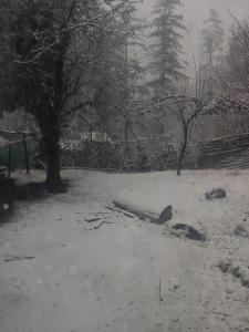 a log laying in the snow in a park at Kasol Village Camp in Kasol