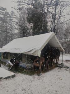 una tienda cubierta de nieve con sillas y caballos debajo en Kasol Village Camp, en Kasol