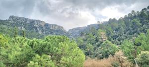 a view of a forest with trees and mountains at Brisa de Utrero in Arroyo Frio