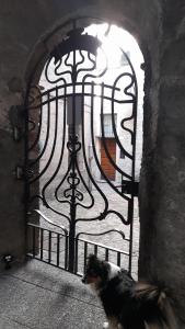 um cão sentado em frente a um portão em Anna's Home * em Campione dʼItalia