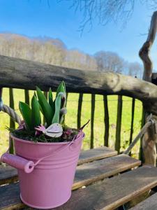 a pink potted plant sitting on a wooden bench at Eulennest - Tiny House im Habichtswald in Schauenburg