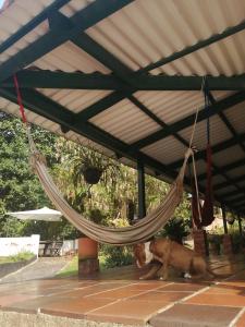 ein Hund, der an einer Hängematte vorbeigeht, die von einem Dach hängt in der Unterkunft CQ SANTA ANA in San Antonio del Tequendama