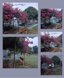 un collage d'images d'un arbre aux fleurs roses dans l'établissement Hotel campestre la Maria, à Villavicencio