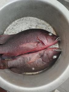 two fish are sitting in a bowl at Villa Riverside in Aluthgama