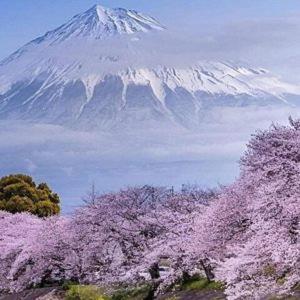 a snow covered mountain withakura trees in front of a mountain at Tokyo downtown in Tokyo