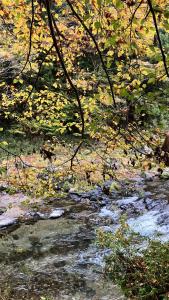 a stream of water with leaves on the ground at 川辺-KAWABE-BBQ-川遊び-fishing in Hanno