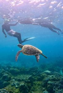 a turtle and two people swimming in the water at East Holiday Resort Moalboal in Moalboal