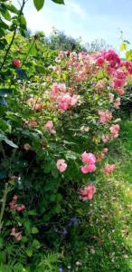 Garden sa labas ng La Maison des Roses