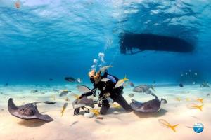 a person in the water with a group of fish at Private Room in Sans Souci Guesthouse - Sharehouse RM 3 in Sydney