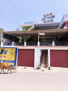 Eine Kuh, die vor einem Gebäude die Straße hinuntergeht. in der Unterkunft SNR Cottage & Rooms in Udagamandalam