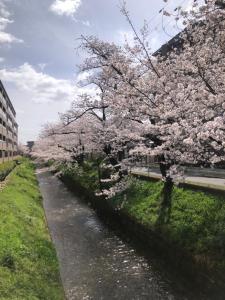 a tree with pink flowers next to a river at tsubame-ya in Kyoto