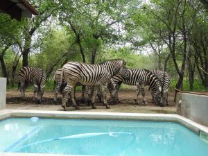 eine Gruppe Zebras, die neben einem Pool steht in der Unterkunft Monkeys Tail in Marloth Park