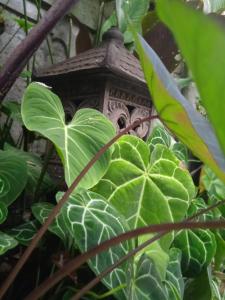 Gallery image of Tanah Semujan Ubud in Ubud